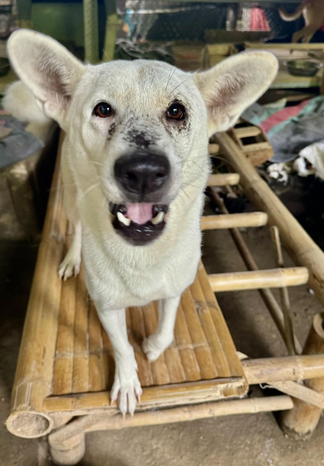 Can you help fund our dog shelter essentials