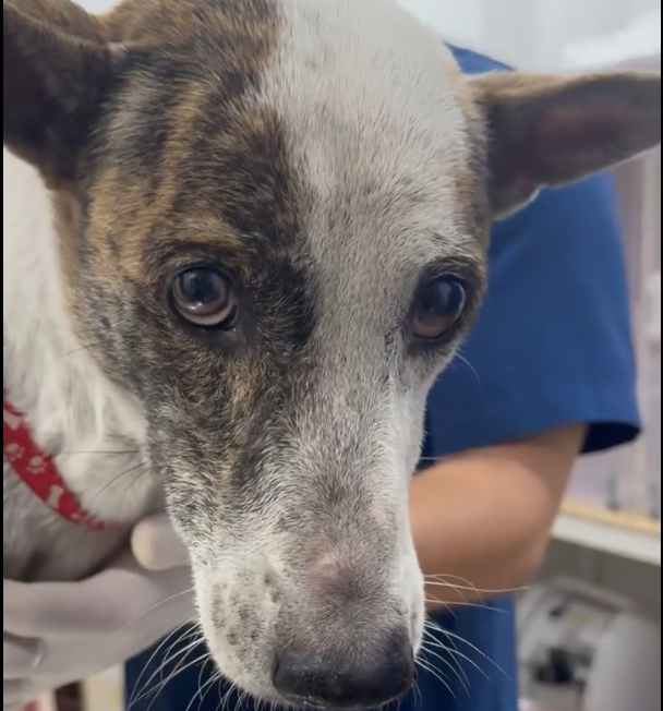 Boonrod dog with hernia