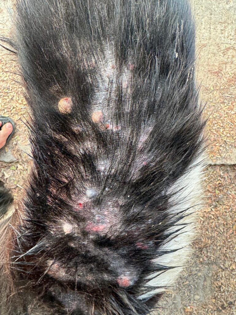 treating pustules with bravecto