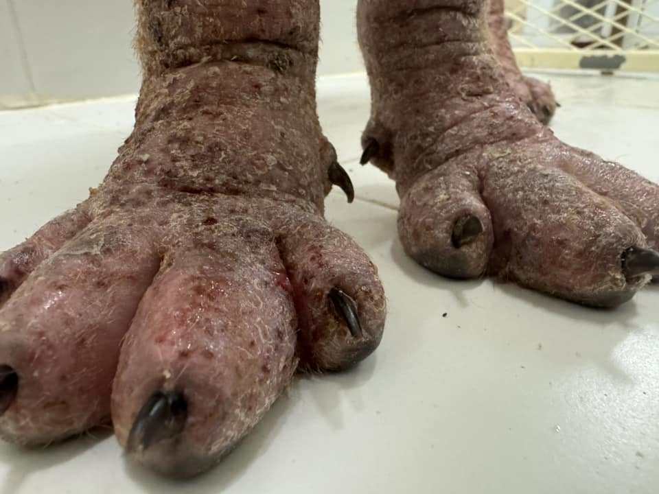 πΎ Doggy paws should never get this sore or inflamed.