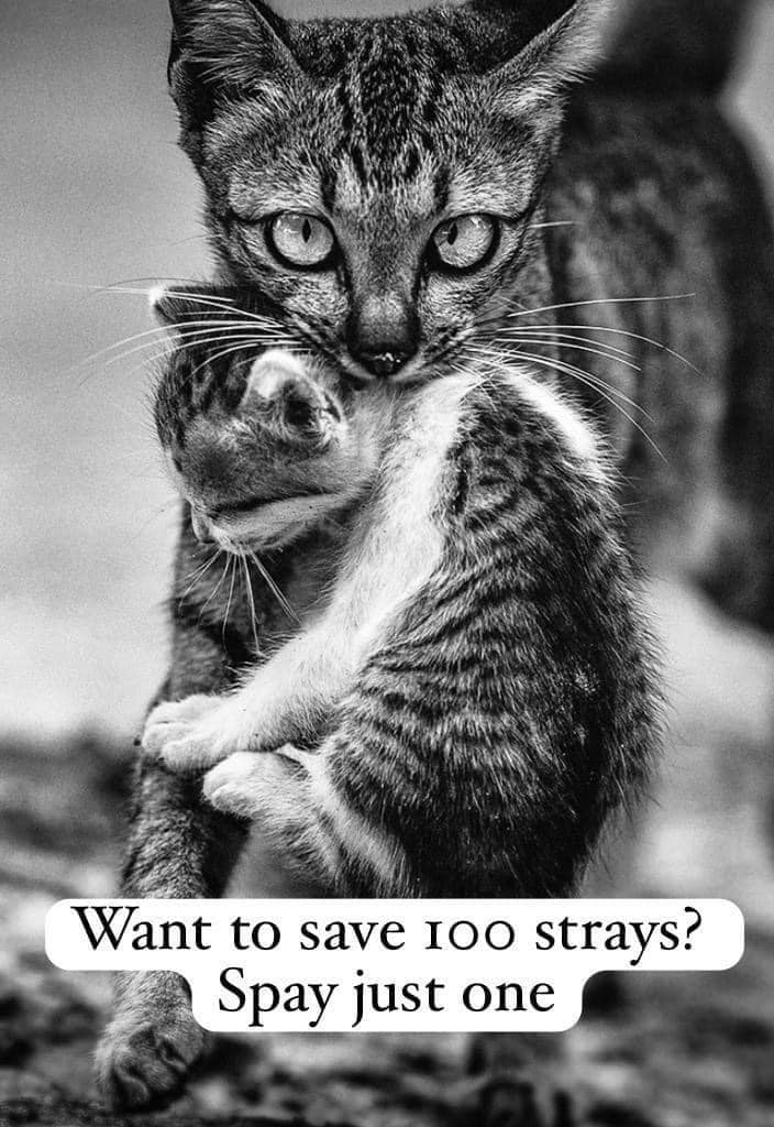 Can you help us offer another mass cat spay event