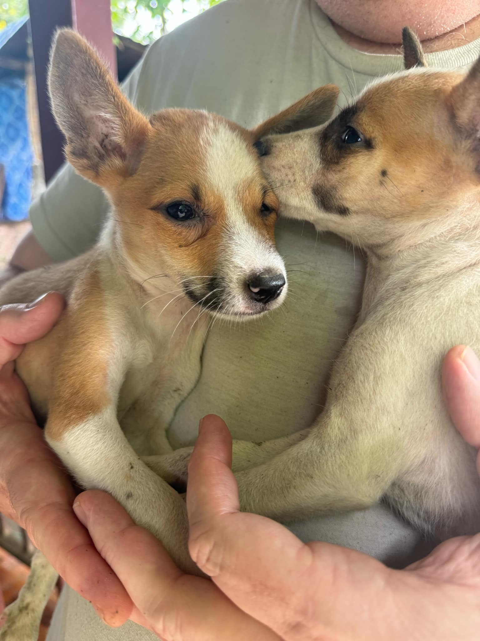 142 live saved around Chiang Mai