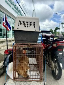 This weeks spay total update - 104