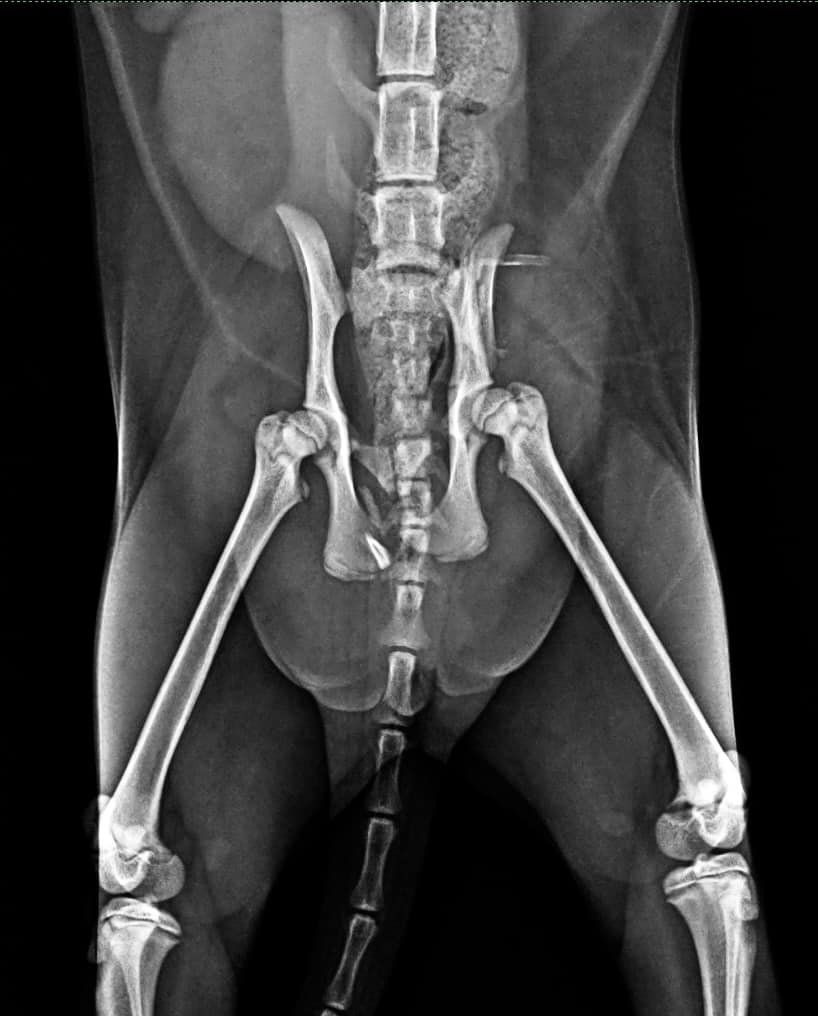 Kitty with fractured pelvis needs help