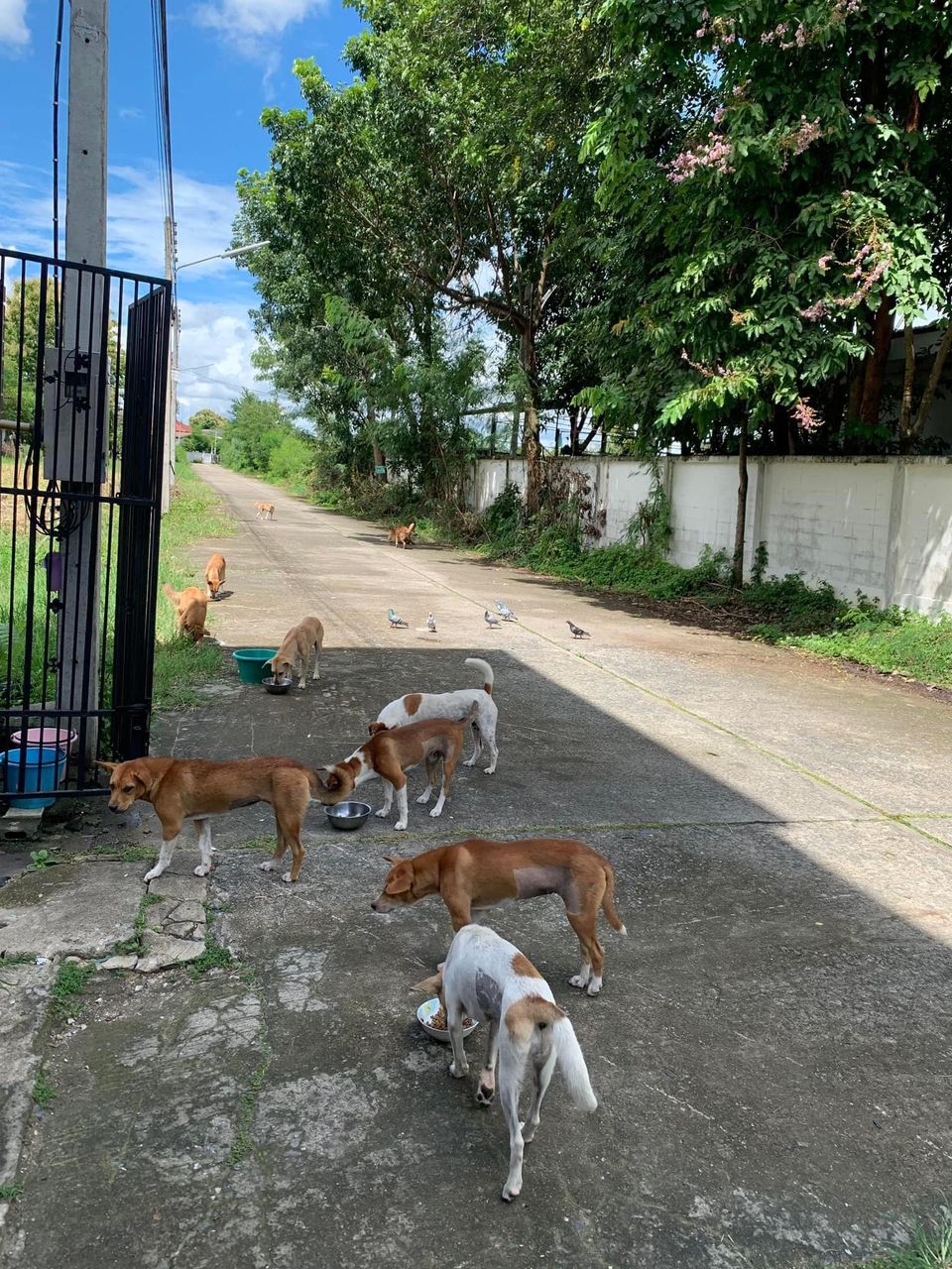 Feral Dogs - Soi Dogs - Street Dogs