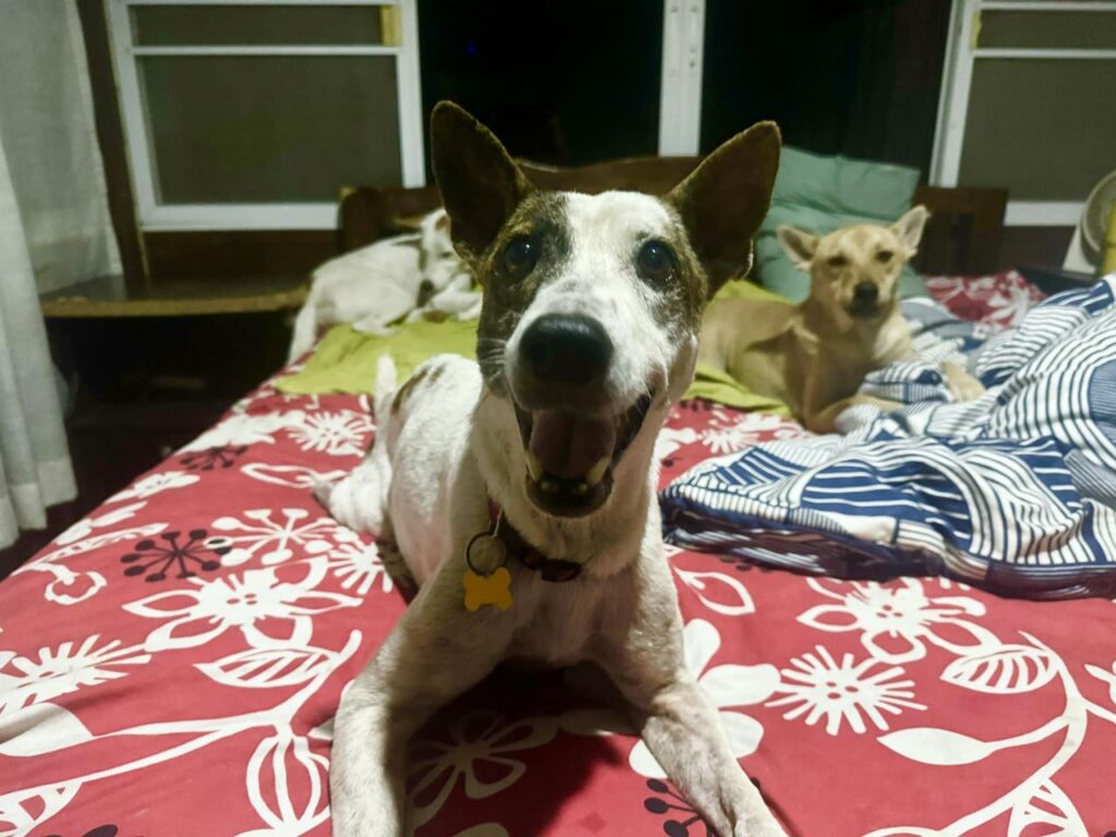 boonrod is on the mend with amandine hand to paw thailand