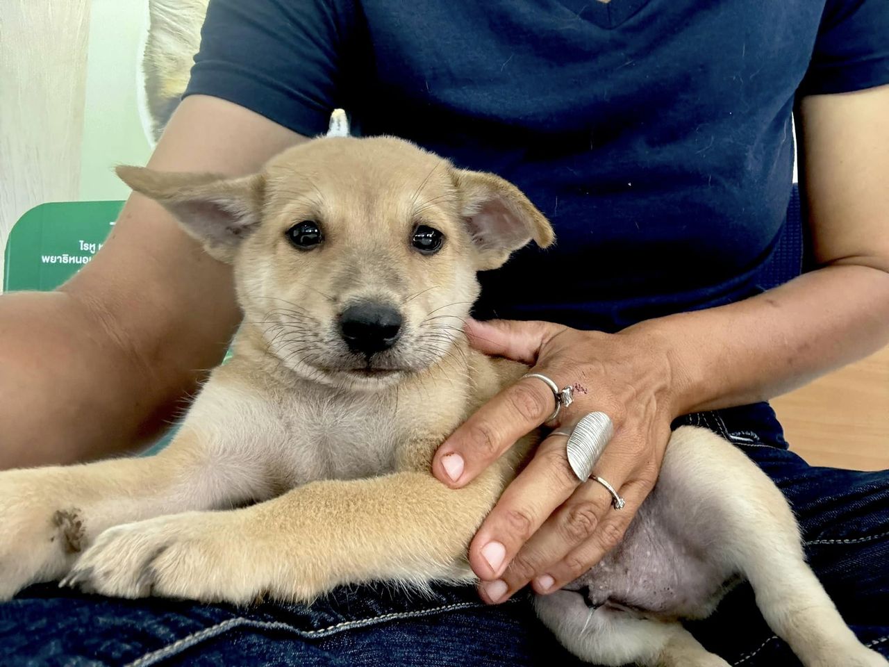 Amandine Hand to Paw helping 2 month old puppy Buttercup hit by a car