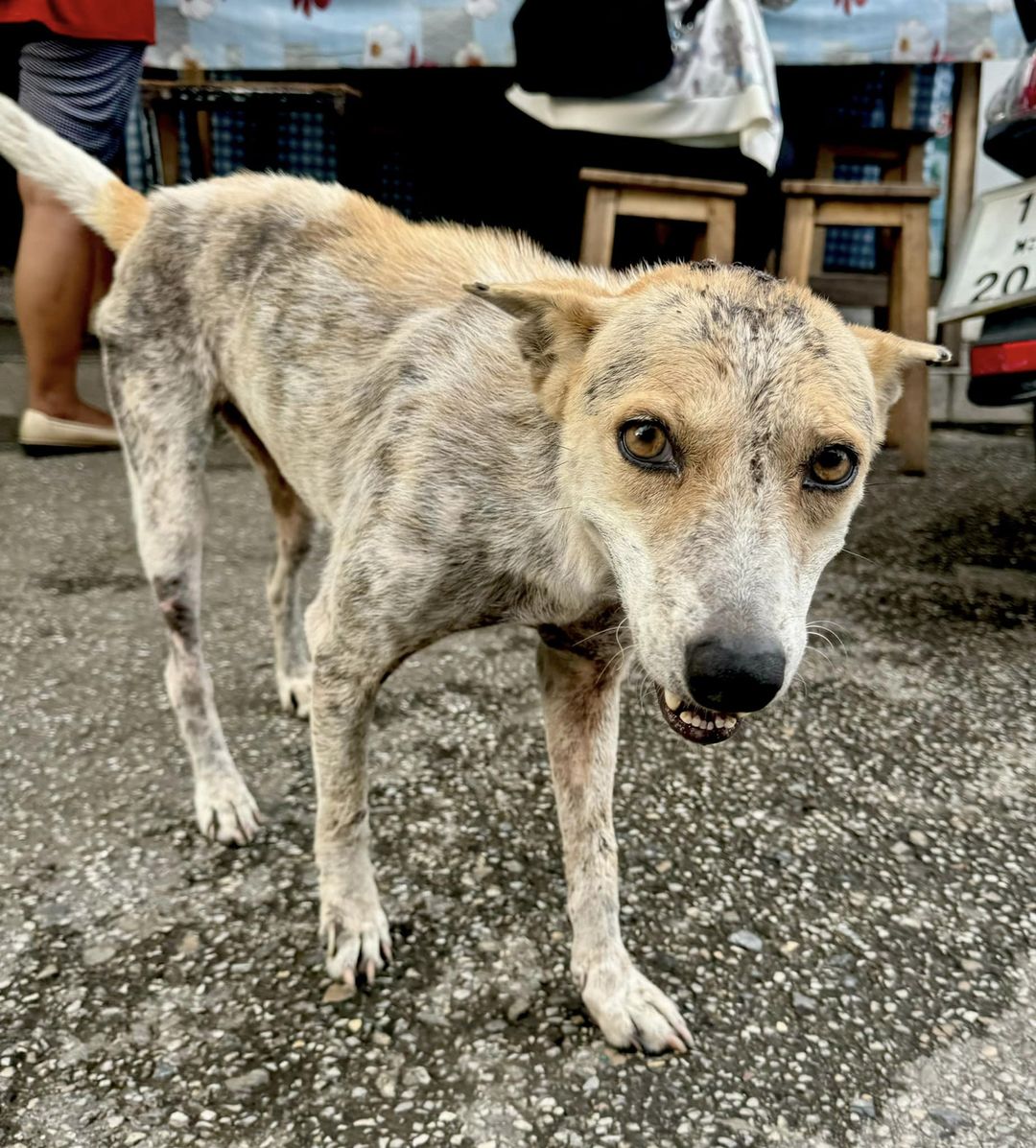 Street Dogs in Need - Bravecto Treatment