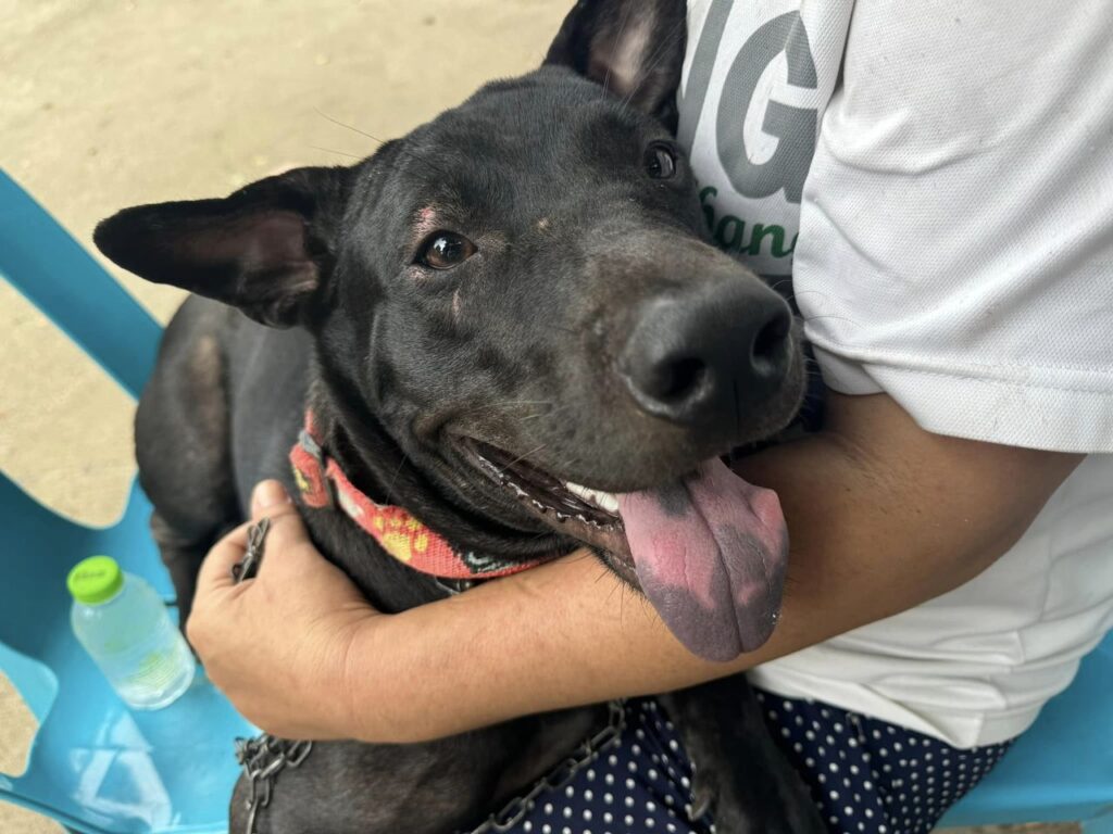 Hand to Paw Spay Project - Suthep - 60 Spays