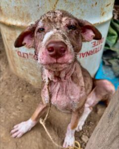 Hand To Paw Thailand Treat Dogs With Severe Skin Conditions In Chiang Mai
