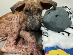 Preventable Conditions Of Mange And Other Parasites Are So Cruel But Hand To Paw Thailand Can Treat Dogs Back To Good Health