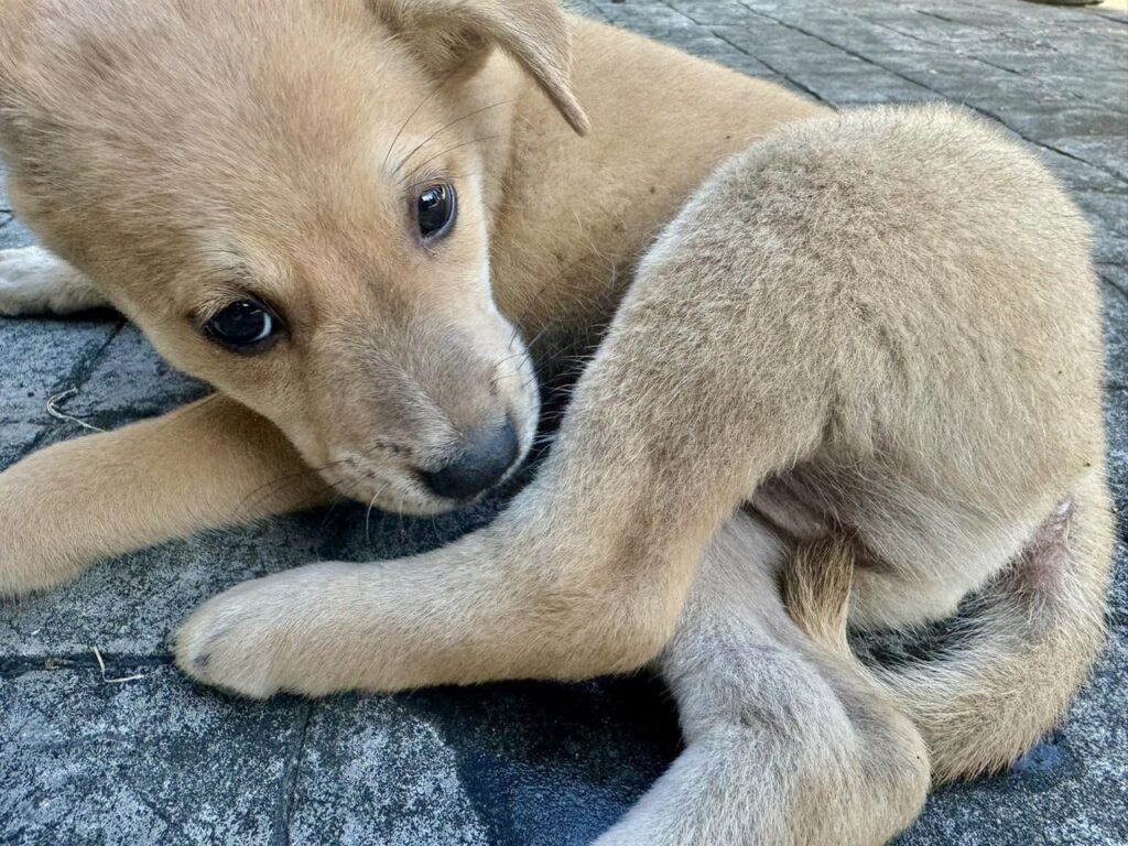 Buttercup is standing up