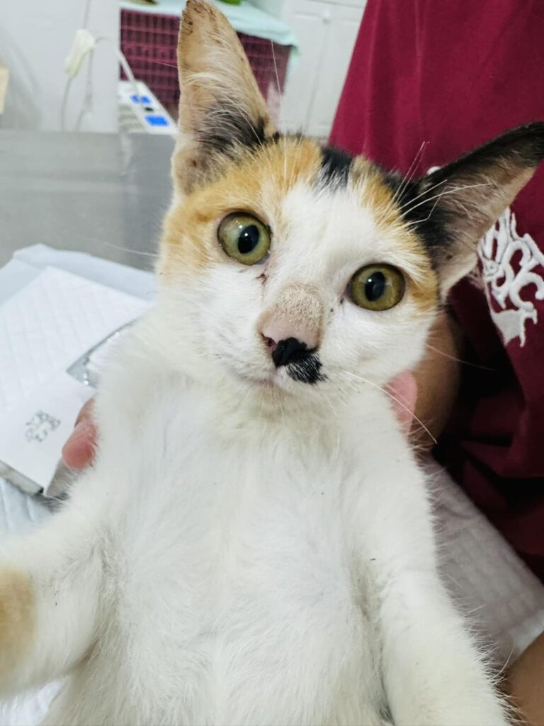 Cat needs surgery after attack by dogs