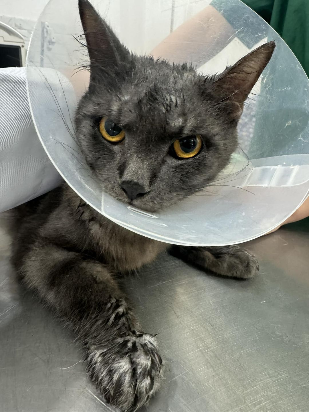 Male Cat in Mae Rim finding it hard to urinate