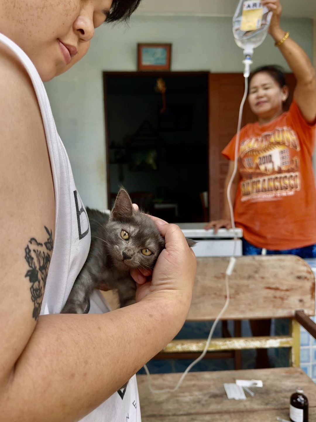 Treating Cats with Feline Parvo Virus in Chiang Mai