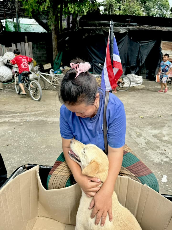 Fly high and pain-free Coco - Blood Parasite damage kills dog in Chiang Mai