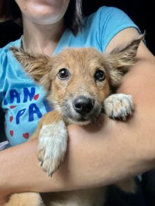 Chiang Mai Spay Day Preparations