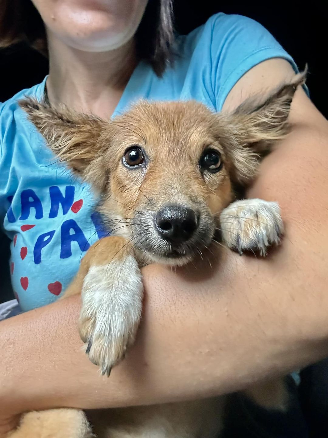 Chiang Mai Spay Day Preparations