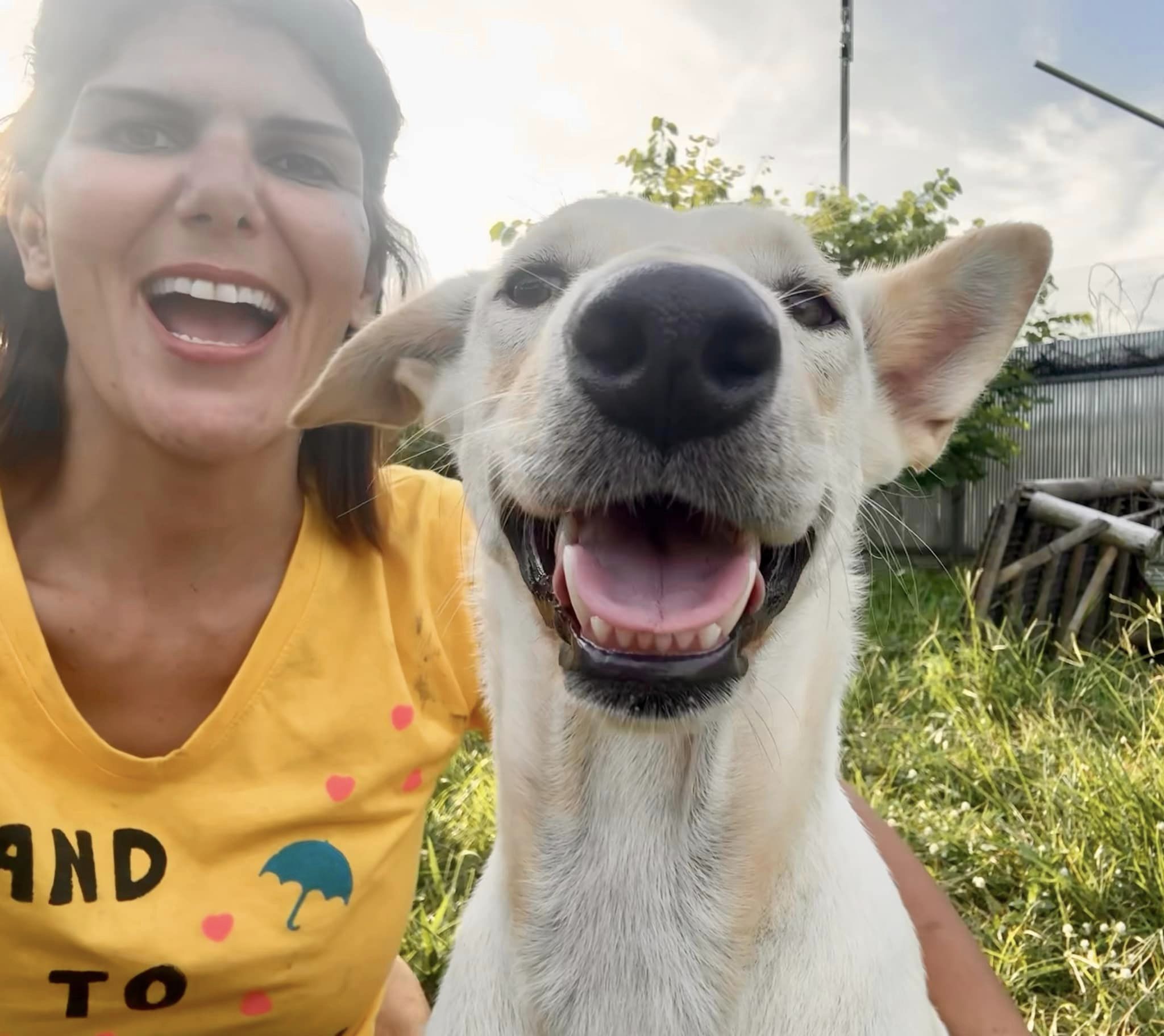 Chiang Mai Dog Adoption Center in Mae Rim
