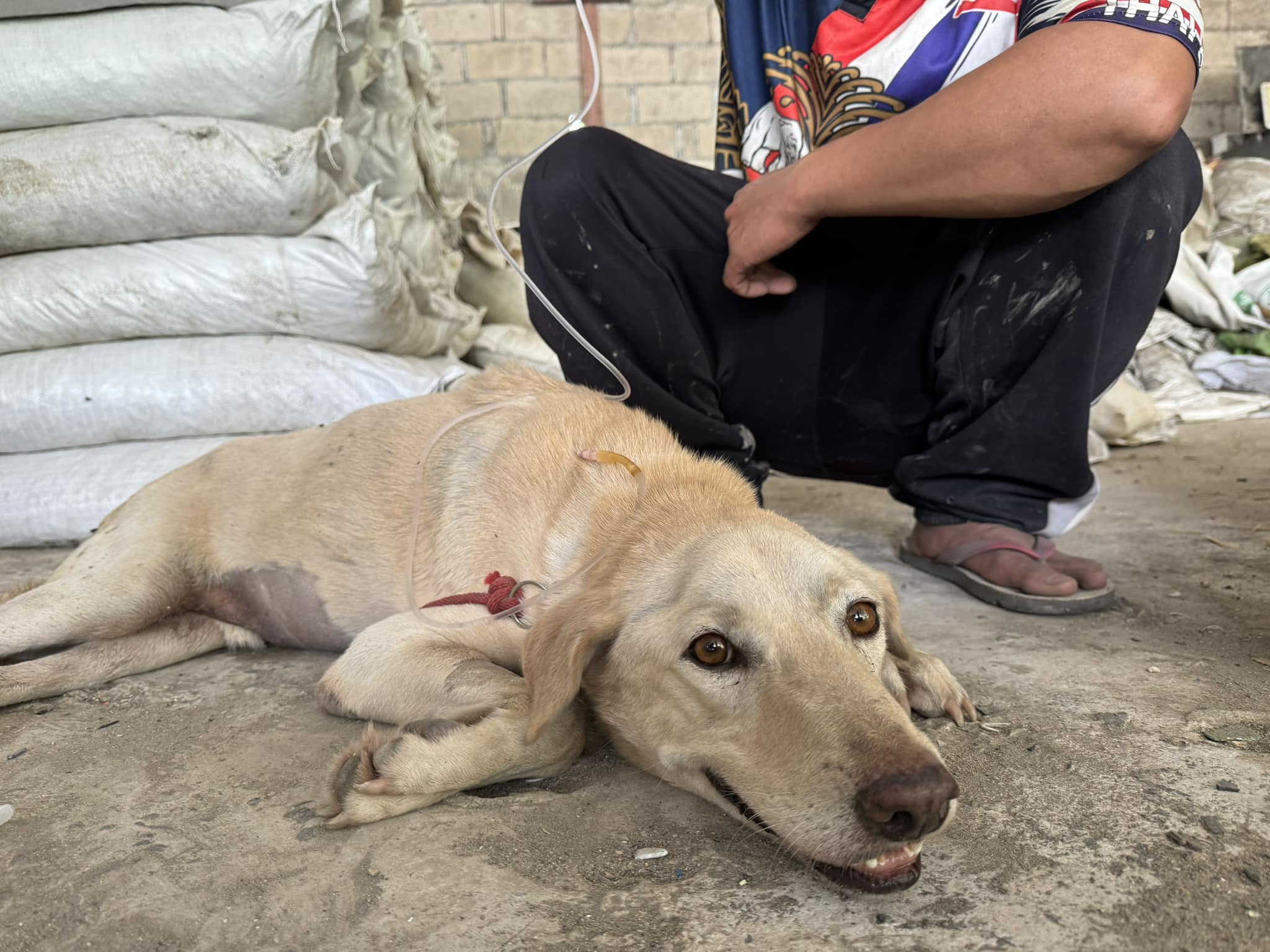 hand to paw thailand helping blood parasite affected dog in chiang mai