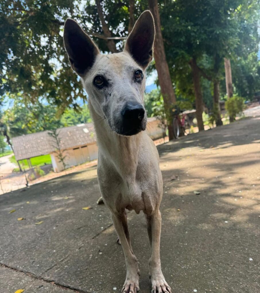 Can you help with Temple Dog Surgery Costs