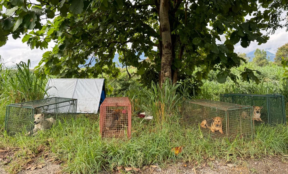 Trapping Feral Dogs for our Chiang Mai Spay Project