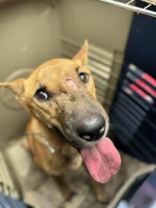 Can You Give A Temporary Home To This Sweet Gentle Soul