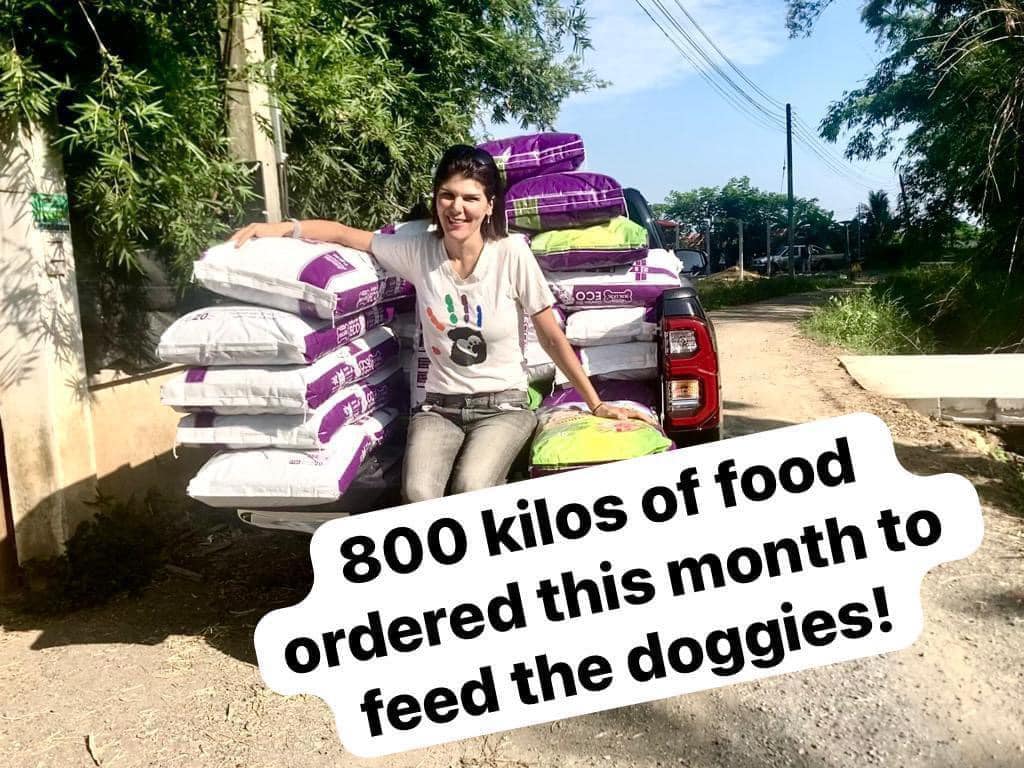Can you help Hand to Paw Thailand raise money to feed dogs in Chiang Mai