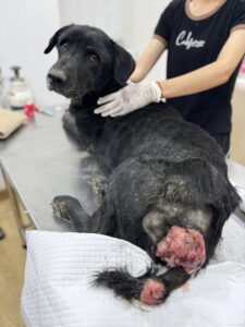 TVT Cancer Treatment In Chiang Mai By Hand To Paw Thailand