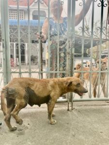 Why Our Spay/Neuter Program Matters