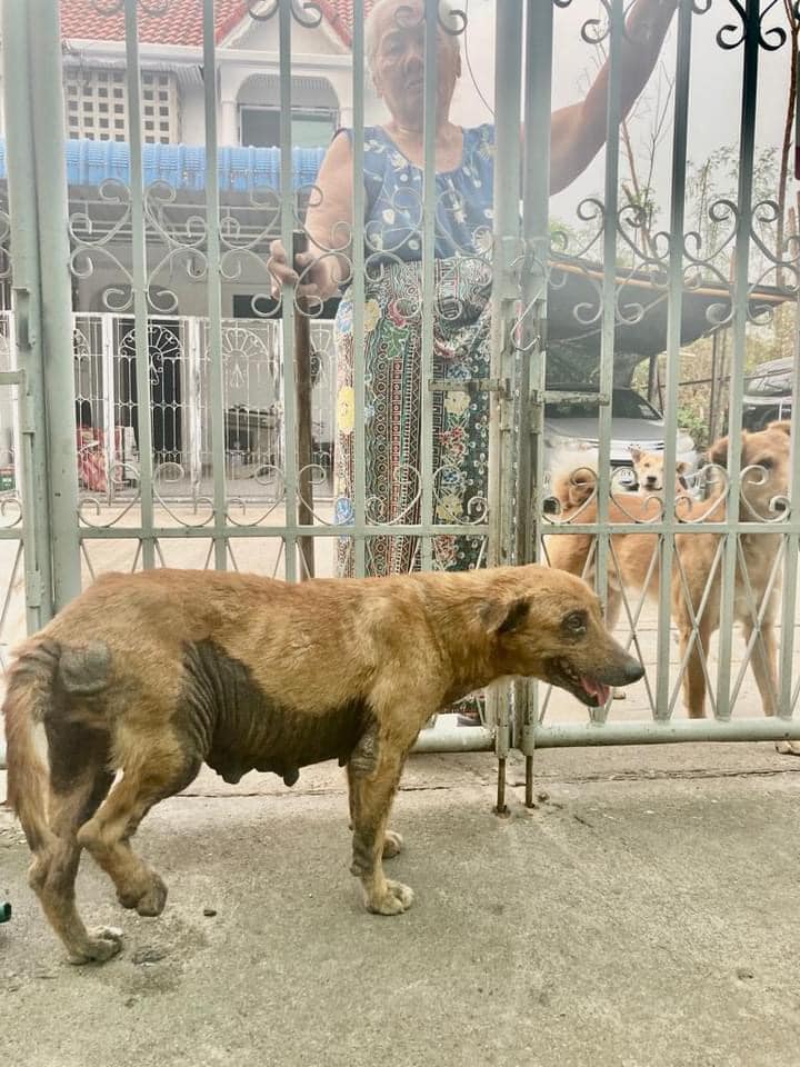 Why Our Spay/Neuter Program Matters